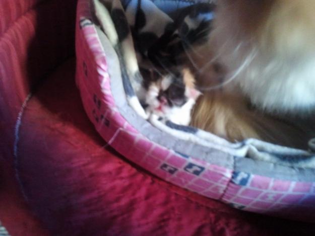 VENDO GATITA PERSA TIRICOLOR