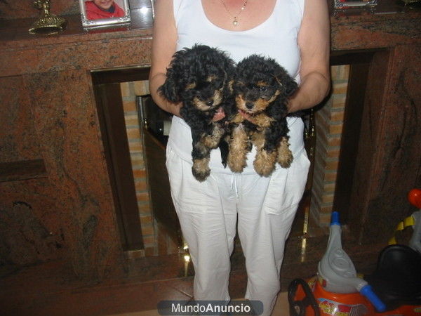 Yorkshire terrier,cachorros,machos y hembras 250 Eur.