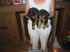 Yorkshire terrier,cachorros,machos y hembras 250 Eur. - mejor precio | unprecio.es