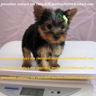 YORKSHIRE TERRIER MINIATURA - 150Euros - mejor precio | unprecio.es