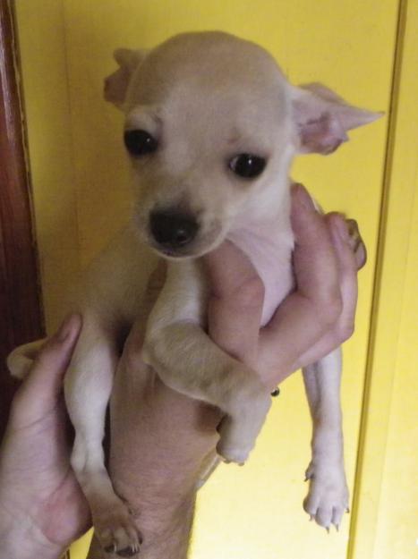 Última cachorrita de chihuahua
