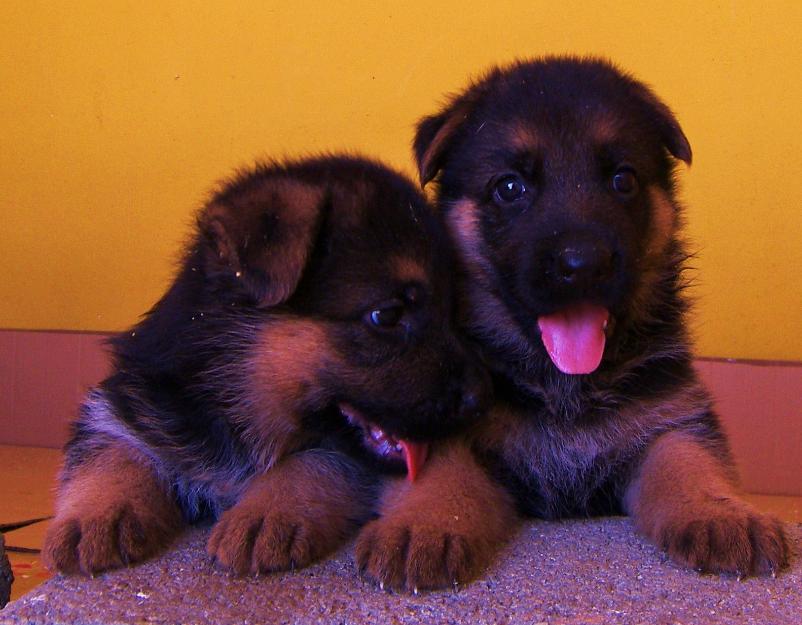 Cachorros con pedigree