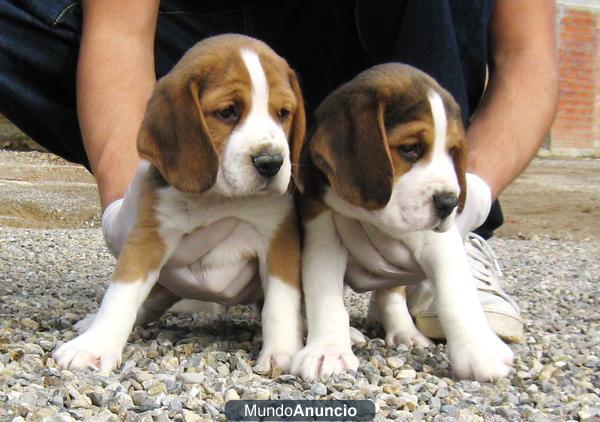 Cachorros de beagle 250€ bcn