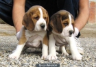 Cachorros de beagle 250€ bcn - mejor precio | unprecio.es