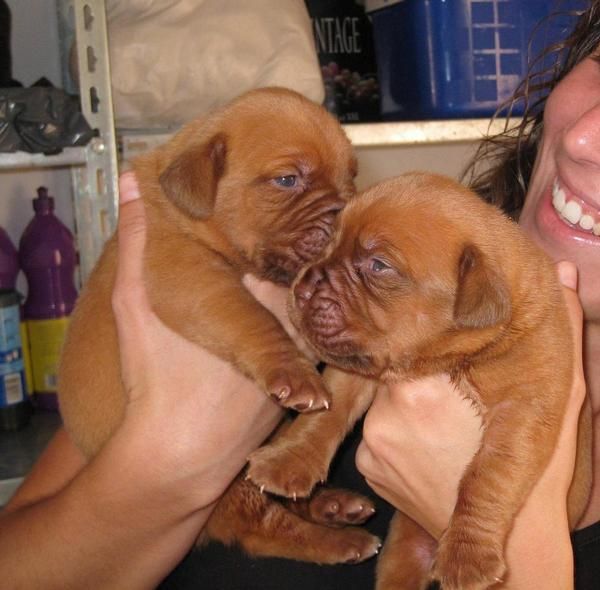 CACHORROS DOGOS DE BURDEOS ESPECTACULARES