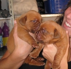 CACHORROS DOGOS DE BURDEOS ESPECTACULARES - mejor precio | unprecio.es