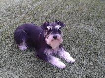 Camada Schnauzer mini negro y plata