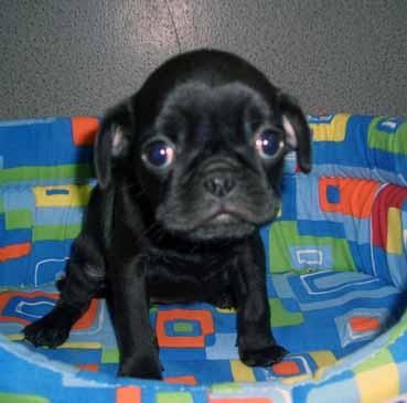 Carlino negro