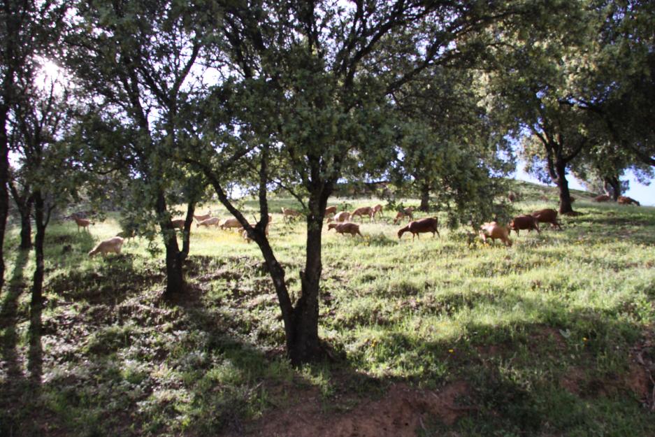 Finca ganadera - dehesa  480 has en badajoz cerca de merida