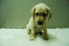 labrador retriever, cachorritos en venta con dos meses, buen precio y alta calidad - mejor precio | unprecio.es