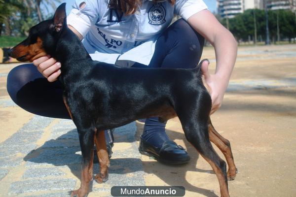 pinscher miniatura