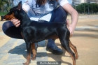 pinscher miniatura - mejor precio | unprecio.es