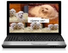 Preciosiiisimo Bichòn Maltes Autèntico-Pedigree-380€ - mejor precio | unprecio.es