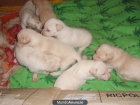 regalo cachorros a cambio de buenos cuidados - mejor precio | unprecio.es
