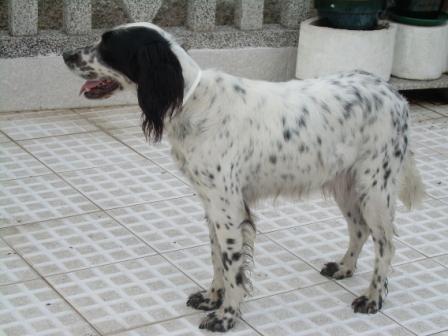 REGALO SETTER INGLESA POR NO PODER ATENDER