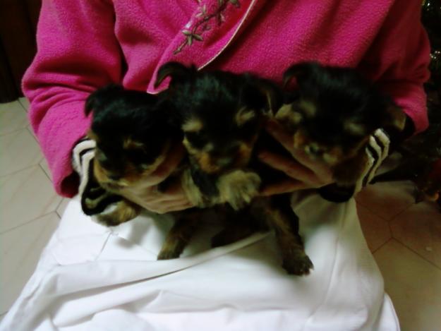 VENDO YORK SAIRE TERRIER MINI PLATEADOS.