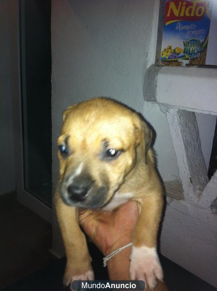 Ya solo me quedan dos cachorros American PITBULL. Un macho y una hembra 100€