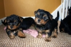 Yorkie Puppies available - mejor precio | unprecio.es