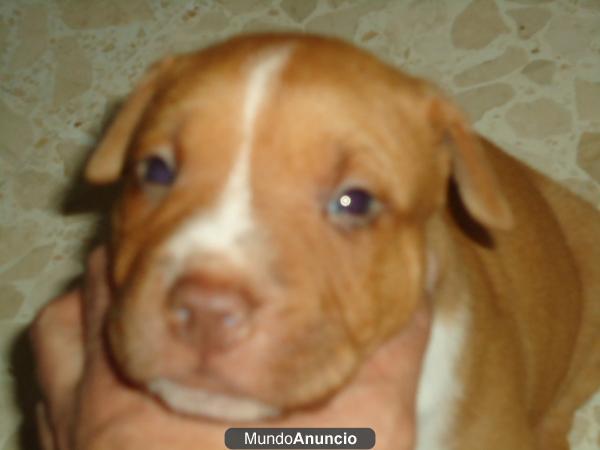 American pit-bull terrier red noise