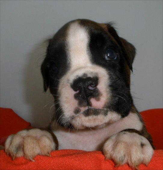 Boxer preciosos cachorros con pedigrí