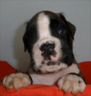 Boxer preciosos cachorros con pedigrí - mejor precio | unprecio.es