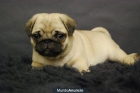 carlino de dos meses, tenemos 3 cachorros ¡¡ una preciosidad¡e - mejor precio | unprecio.es