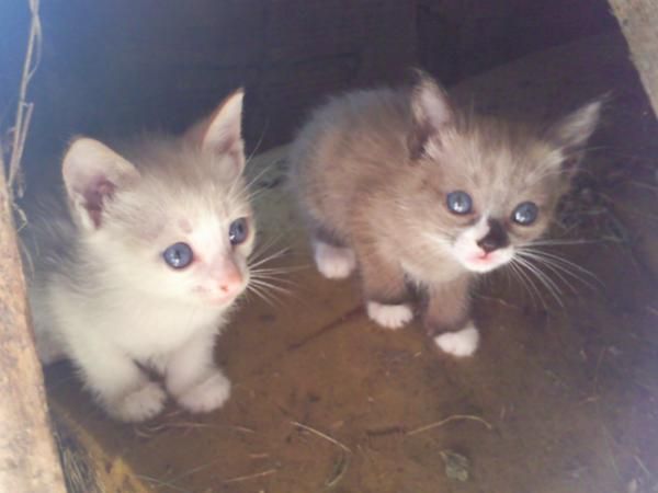 gatos siameses a buen precio 50 euros