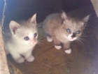 gatos siameses a buen precio 50 euros - mejor precio | unprecio.es