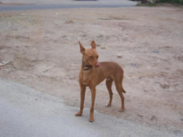 Podenco en adopción, ahora está en la calle, URGENTE