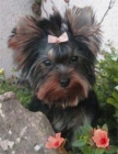 Se venden cachorros de yorkshire con regalos - mejor precio | unprecio.es