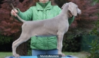 Weimar cachorros espectaculares - mejor precio | unprecio.es