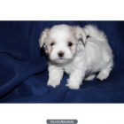 Precioso perrito maltés - mejor precio | unprecio.es