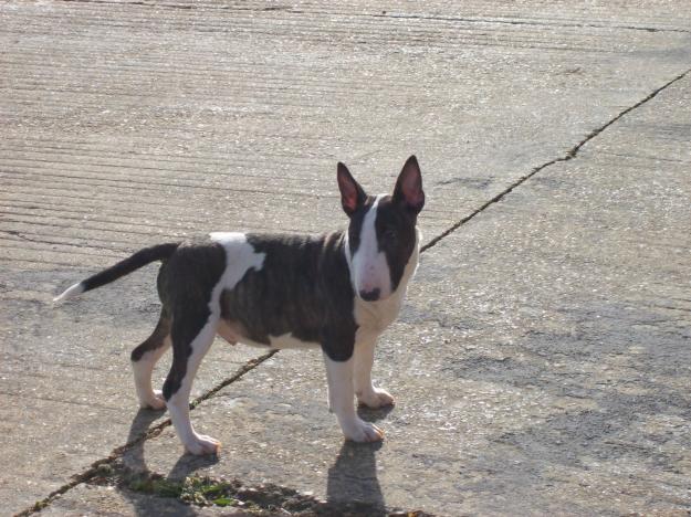 bull terrier