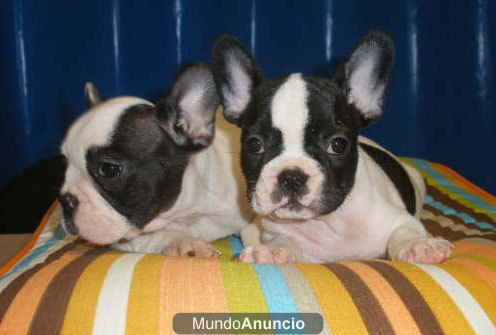 Bulldog francés ¡el cachorro que quieres!  Málaga