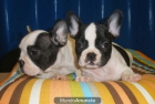 Bulldog francés ¡el cachorro que quieres!  Málaga - mejor precio | unprecio.es
