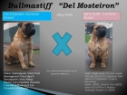 Camada de Bullmastiff - mejor precio | unprecio.es