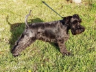 camada de schnauzer mini negro - mejor precio | unprecio.es