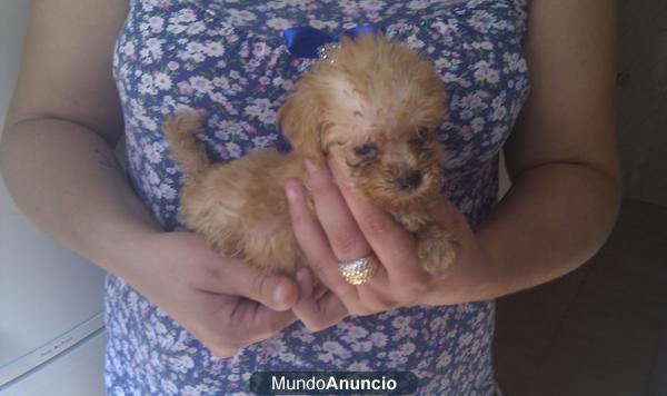 caniche toy