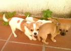 CHIHUAHUA CON PEDIGREE EN MARBELLA - mejor precio | unprecio.es