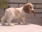 Cocker Spaniel Ingles Dorados y blancos cachorros - mejor precio | unprecio.es