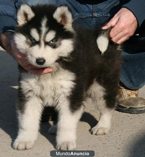 Excelente camada de husky siberian