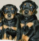 Lindos cachorros de Doberman - mejor precio | unprecio.es
