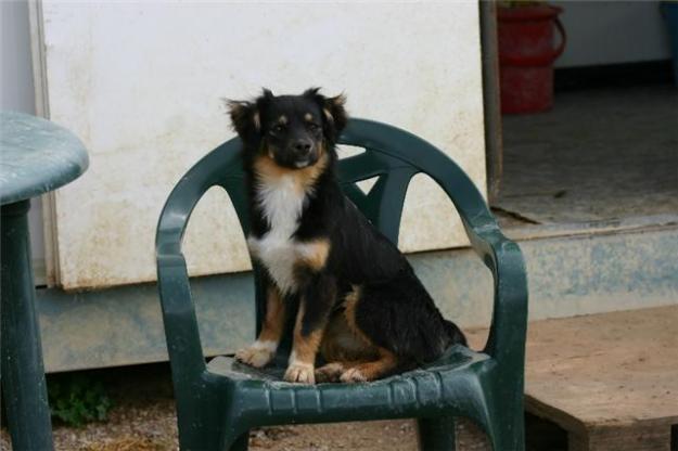 Preciosa perrita tamaño pequeño busca hogar