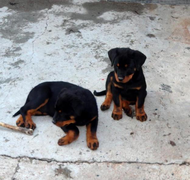 Se venden cachorros de Rottweiler con pedigrí de campeones