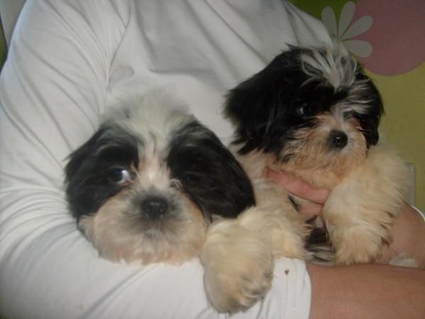 shih tzus con mucho pelo y muy chatos