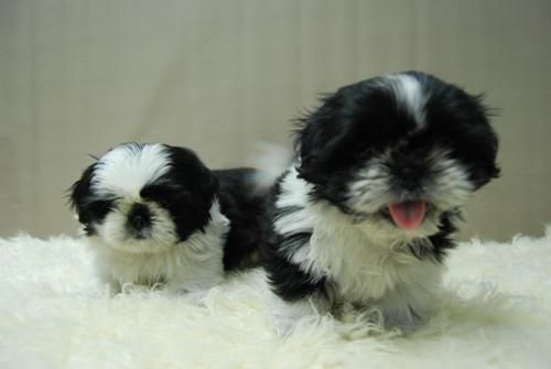 ShiTzu Magnificos Cachorritos Disponibles -- Machos y Hembras