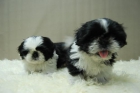 ShiTzu Magnificos Cachorritos Disponibles -- Machos y Hembras - mejor precio | unprecio.es