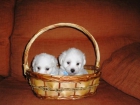 vendo BICHON MALTES miniS - mejor precio | unprecio.es