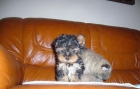 YORKSHIRE CACHORRITO 390EUR - mejor precio | unprecio.es