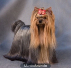 Cachorritos de Yorkshire Terrier muy pequeñitos - mejor precio | unprecio.es